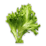 salade